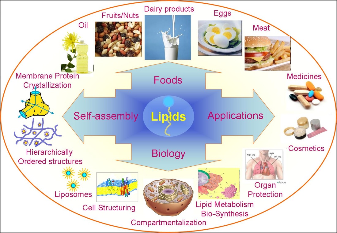 lipids foods